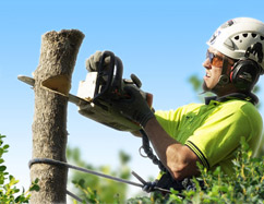 Advanced Tree Lopping And Gardening