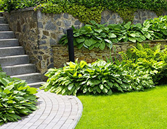 Advanced Tree Lopping And Gardening